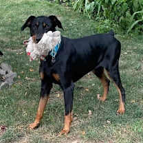 Thumbnail photo of Diesel #2