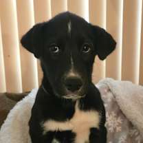 adopt-pet