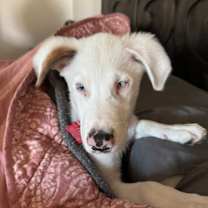 Thumbnail photo of Matt Murdock #1