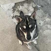 Thumbnail photo of Koba #4