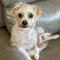 Thumbnail photo of Pixie #2