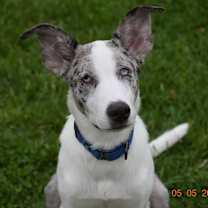 Wrangler (PA) FRIENDLY!