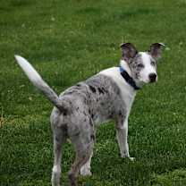 Thumbnail photo of Wrangler (PA) FRIENDLY! #3