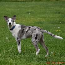 Thumbnail photo of Wrangler (PA) FRIENDLY! #2