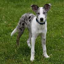 Thumbnail photo of Wrangler (PA) FRIENDLY! #2