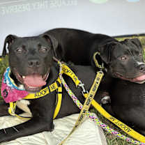 Thumbnail photo of Murphy (in foster) #2