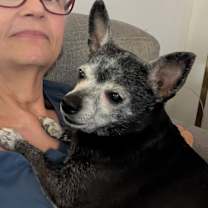 Thumbnail photo of Annie (PA) LAP DOG! #1