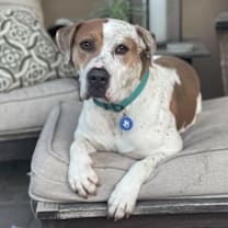 adopt-pet