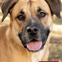 Thumbnail photo of Josie #1