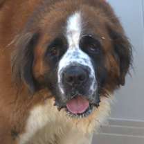 Thumbnail photo of Sully #3