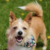Thumbnail photo of Rocket #1