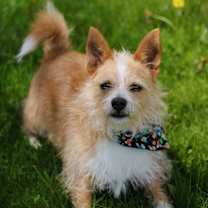 Thumbnail photo of Rocket #2