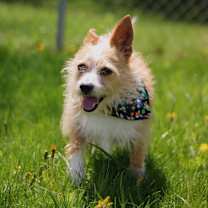 Thumbnail photo of Rocket #4