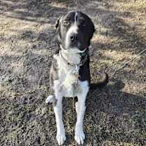 Thumbnail photo of Cowboy #2