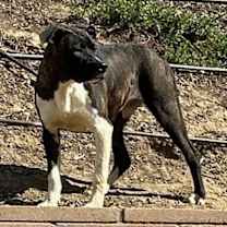 Thumbnail photo of FLETCH #1