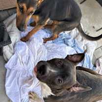 Thumbnail photo of FLETCH #2