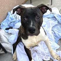 Thumbnail photo of FLETCH #3