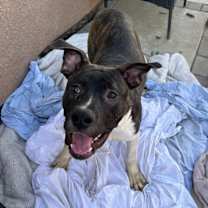 Thumbnail photo of FLETCH #4