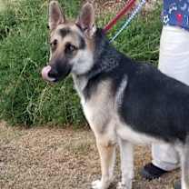 Thumbnail photo of RINGO #1