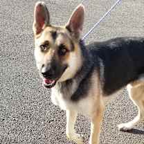 Thumbnail photo of RINGO #3