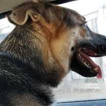 Thumbnail photo of RINGO #4