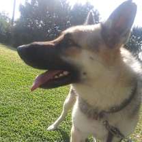 Thumbnail photo of RINGO #3