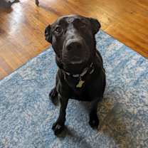 Thumbnail photo of MARLEY #2