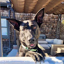 Thumbnail photo of MARLEY #3