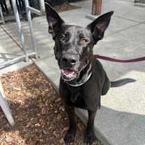 Thumbnail photo of MARLEY #4