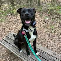 Thumbnail photo of Midnight #1