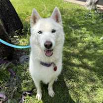 Thumbnail photo of Snow #1