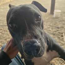 Thumbnail photo of Pete #4