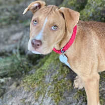 Thumbnail photo of Taurus The Trusty Best Pal Ford #1