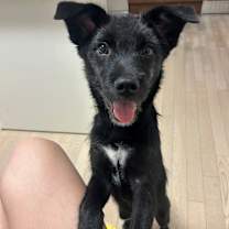 adopt-pet