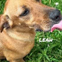 Thumbnail photo of Leah #1