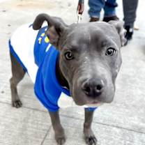 Thumbnail photo of BUSAN - *URGT NEEDS IMMED FOSTER* #2