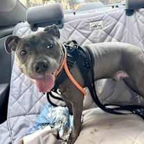 Thumbnail photo of BUSAN - *URGT NEEDS IMMED FOSTER* #4