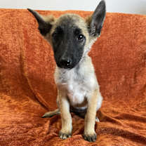 adopt-pet