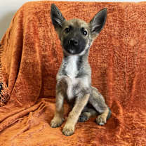 adopt-pet