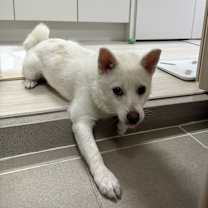 Thumbnail photo of Maesil #4