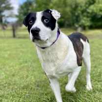 Thumbnail photo of Domino #2