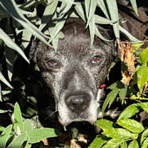 Thumbnail photo of Brewster #1