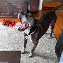 Thumbnail photo of Brewster #2