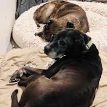 Thumbnail photo of Brewster #3