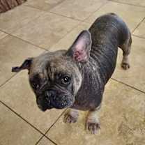 Thumbnail photo of Hank #4