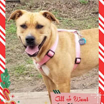 Thumbnail photo of Ophelia - I'll Be Home for Christmas Promo #1