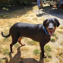 Thumbnail photo of Bear #2