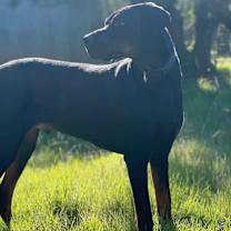 Thumbnail photo of Bear #3