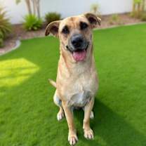 Thumbnail photo of Bella #1