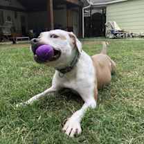 Thumbnail photo of BELLA #2